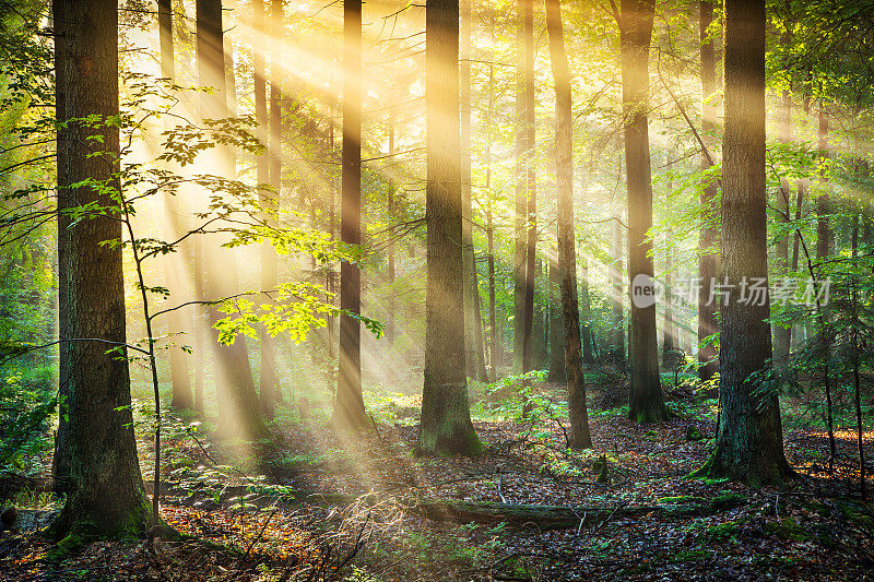 森林-太阳射线- XXXL HDR图像